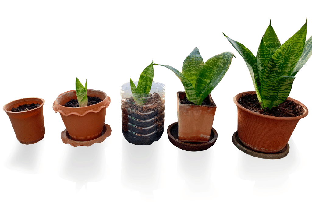 Picking the perfect pot: A Guide to Choosing the Best Pots for Snake Plants