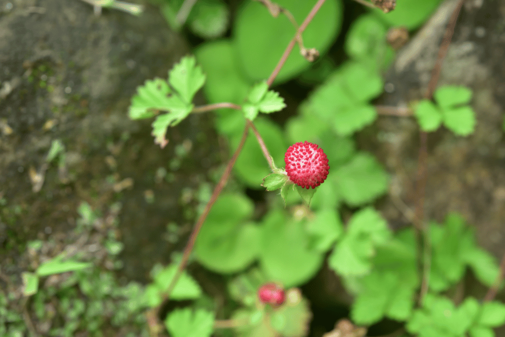 Snake Berries