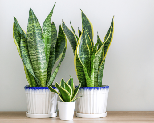 snake plant pot size