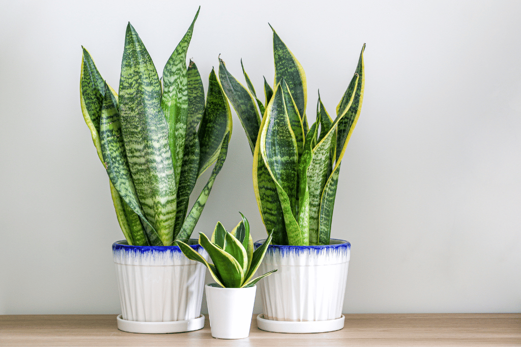 snake plant pot size