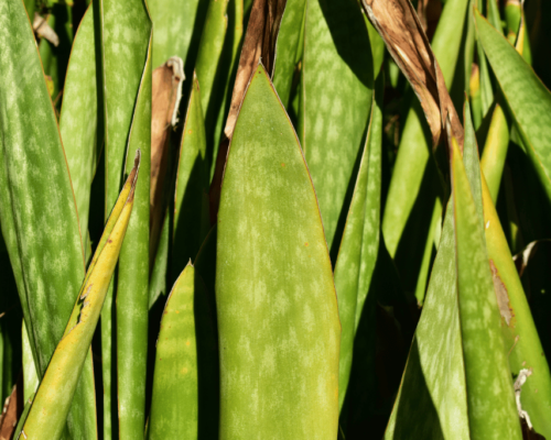 snake plant wrinkled leaves