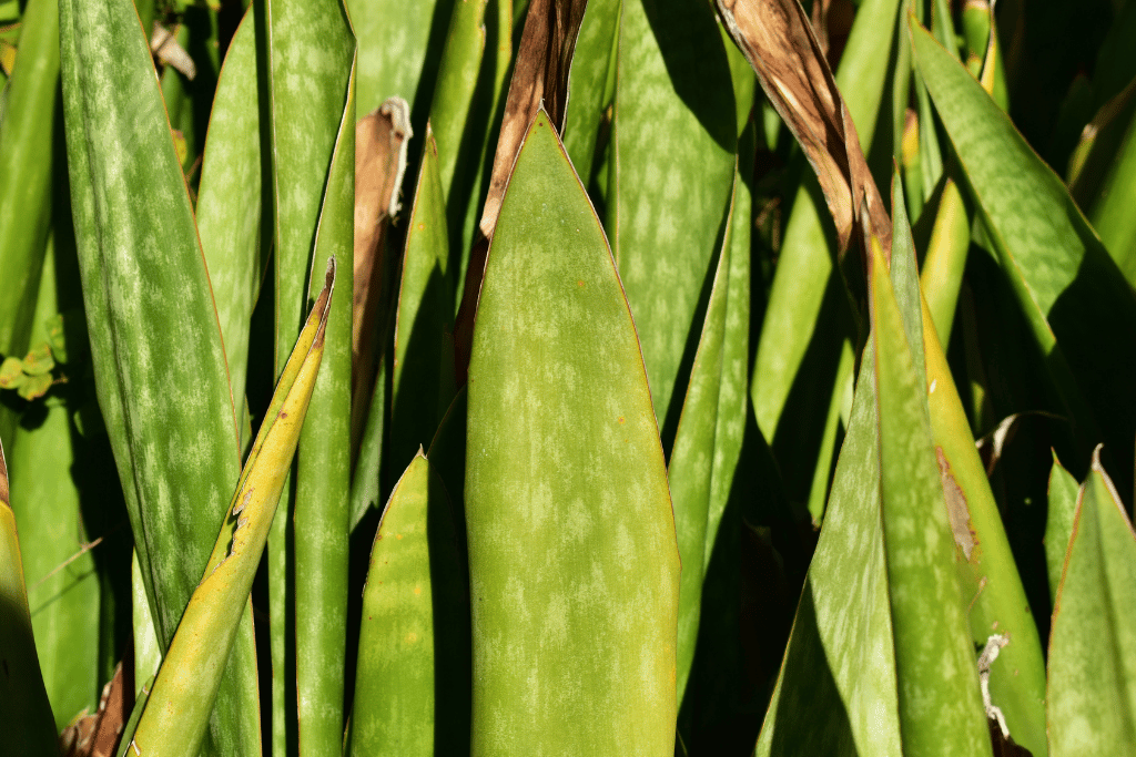 Snake Plant Wrinkled