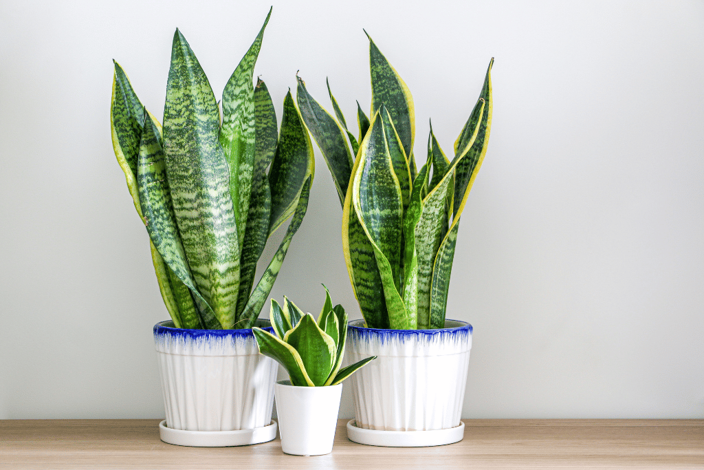 Snake Plant