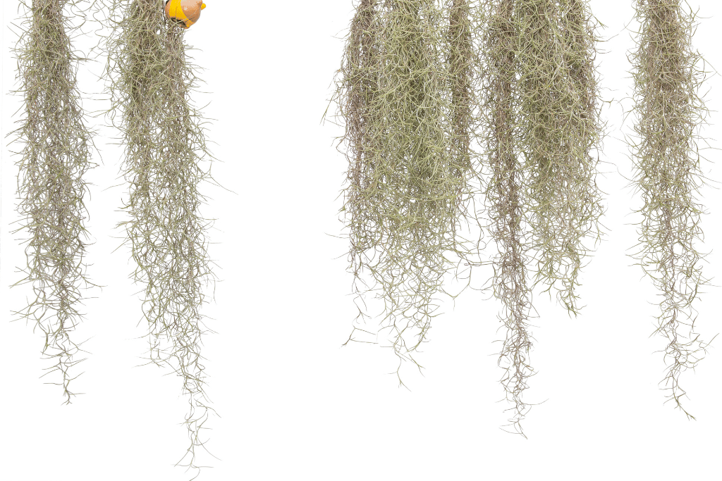 Spanish Moss (Tilandsia usneoides)