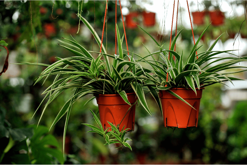 Spider Plant 