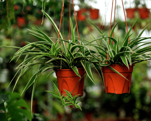 spider plant varieties