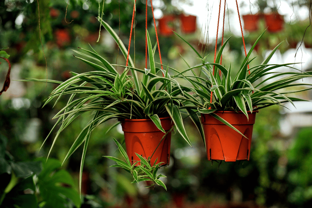 spider plant varieties