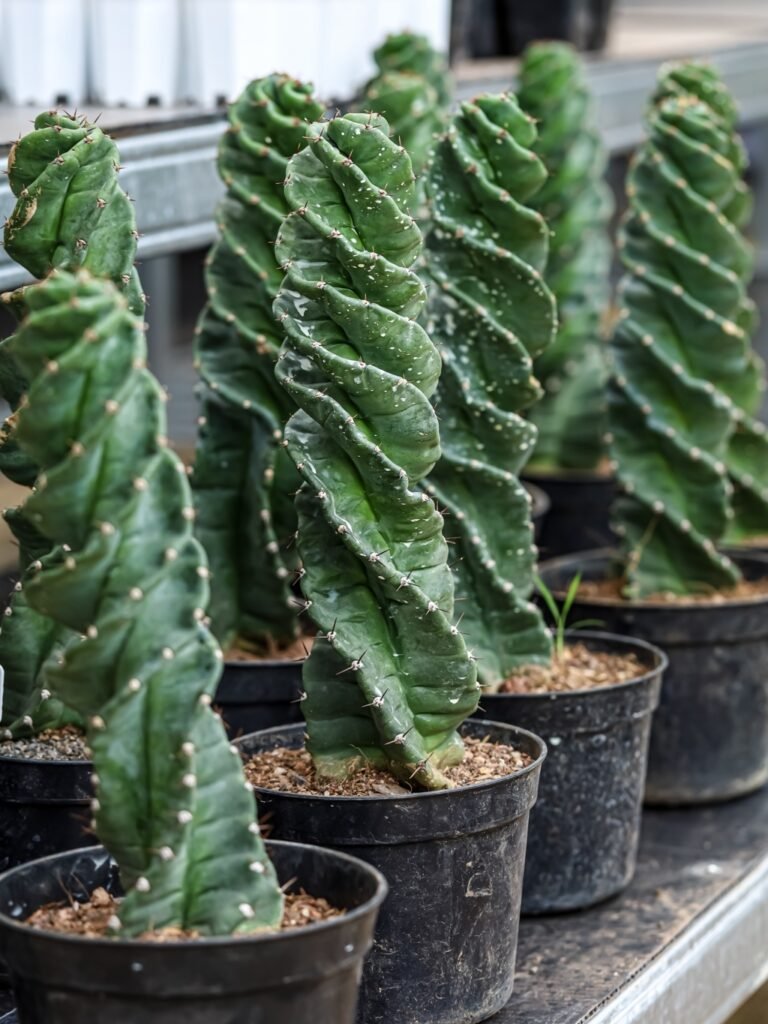 Spiral Cactus Plant