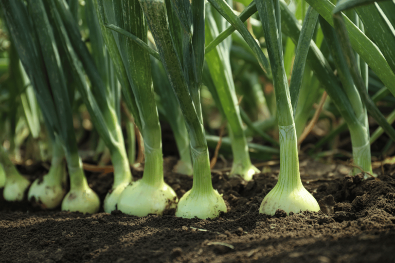 How do onions reproduce a closer look the plant bible
