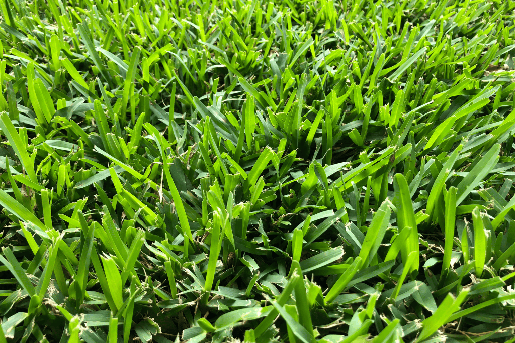 St. Augustine Grass