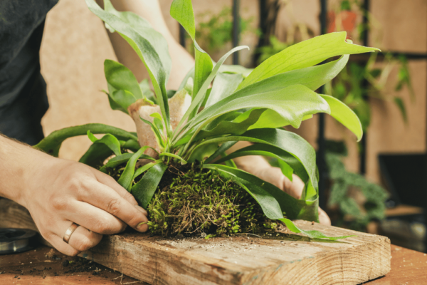 Back From The Edge: How To Save A Dying Staghorn Fern