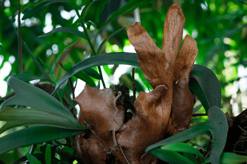 Staghorn Fern Leaves Turning Brown