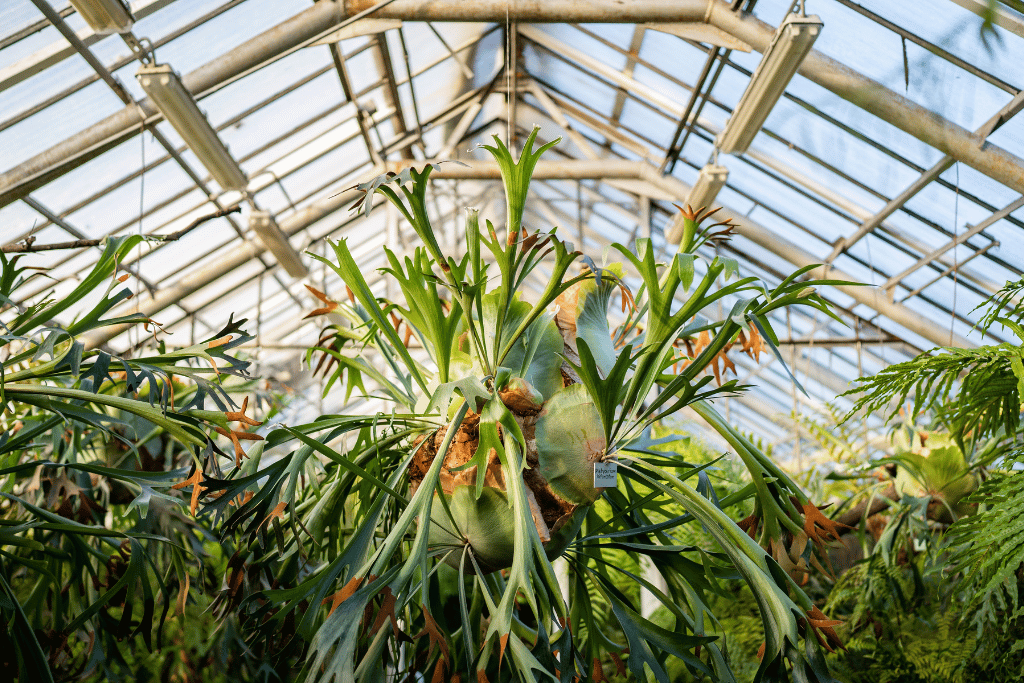 Staghorn Fern