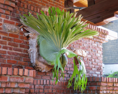 how to save a dying staghorn fern