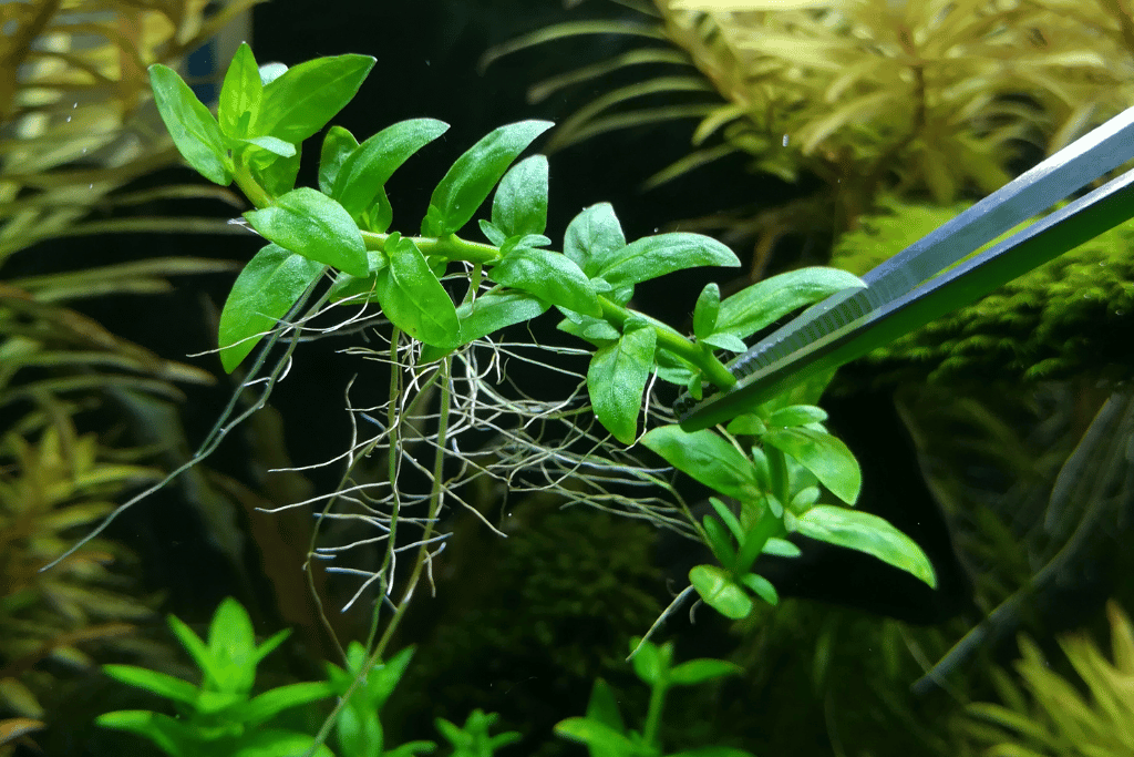 Staurogyne Repens