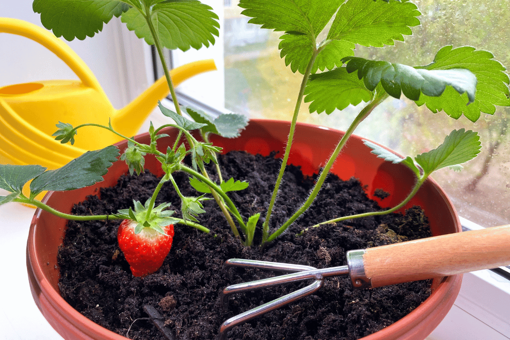 strawberry plant growth stages