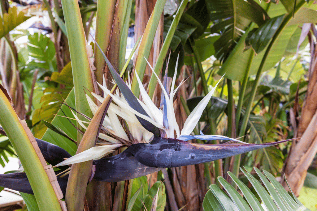 Strelitzia Nicolai