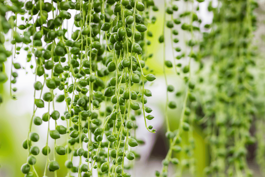 String of Pearls (Senecio rowleyanus)