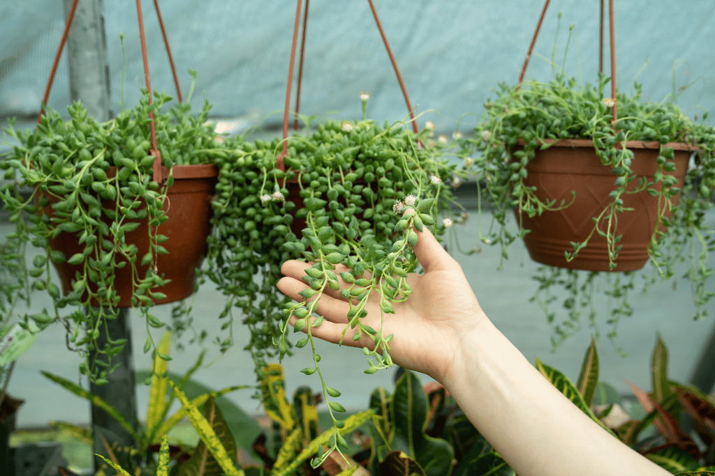 String of Pearls