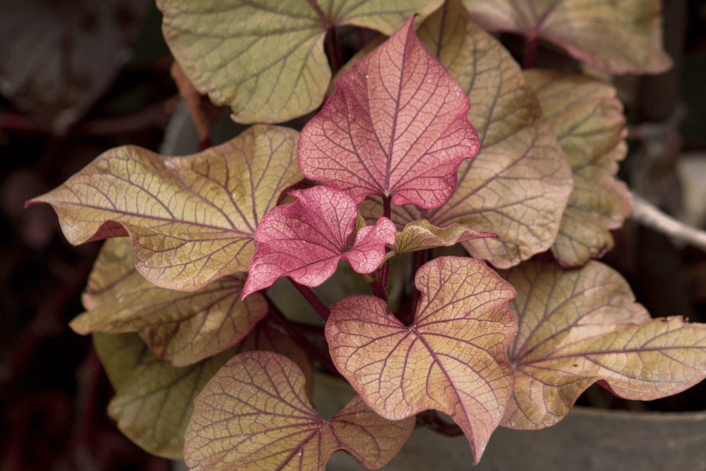 Sweet Potato Vine 