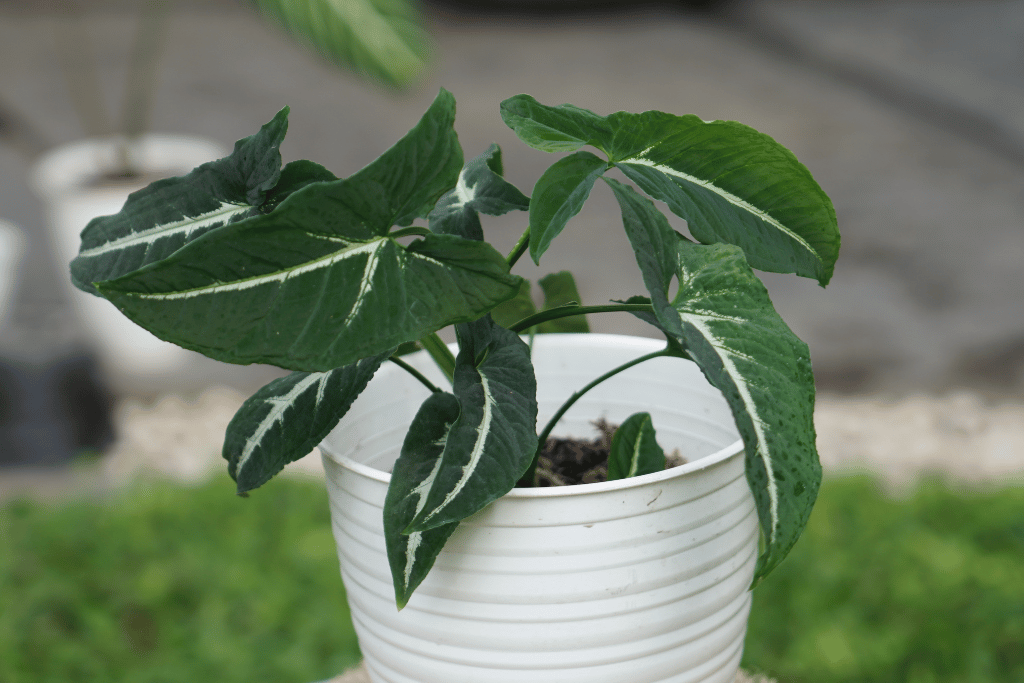 Syngonium Wendlandii Care