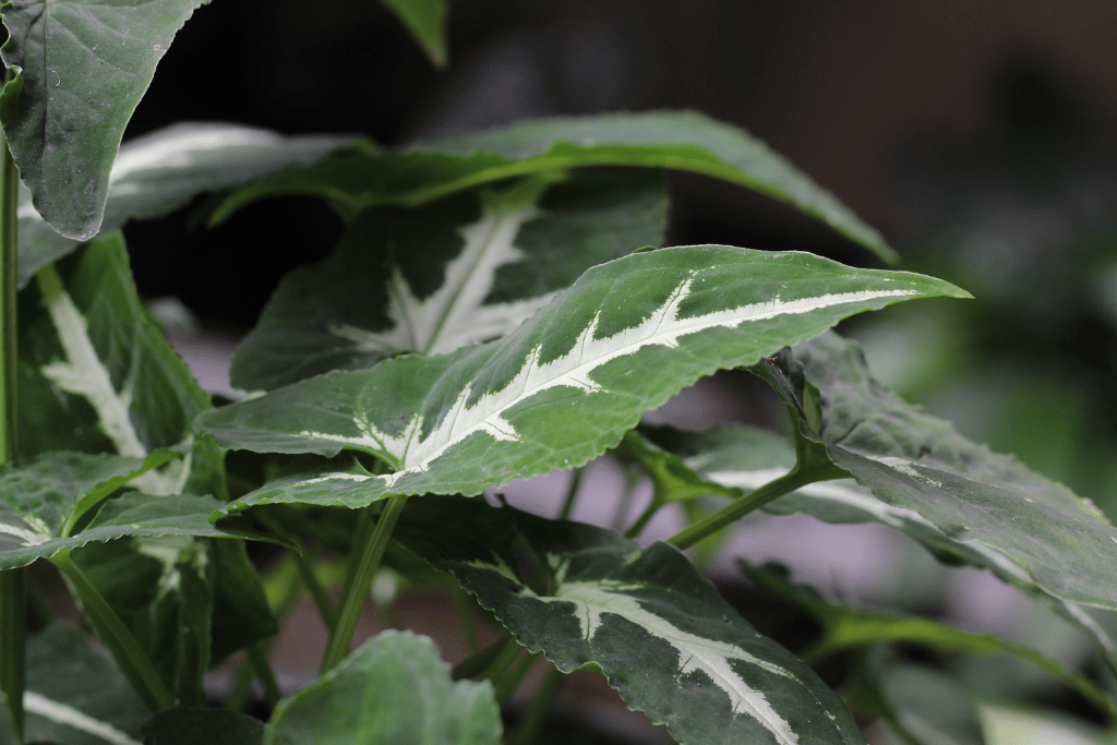 Syngonium Wendlandii Propagation