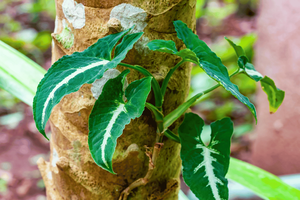 Pruning 