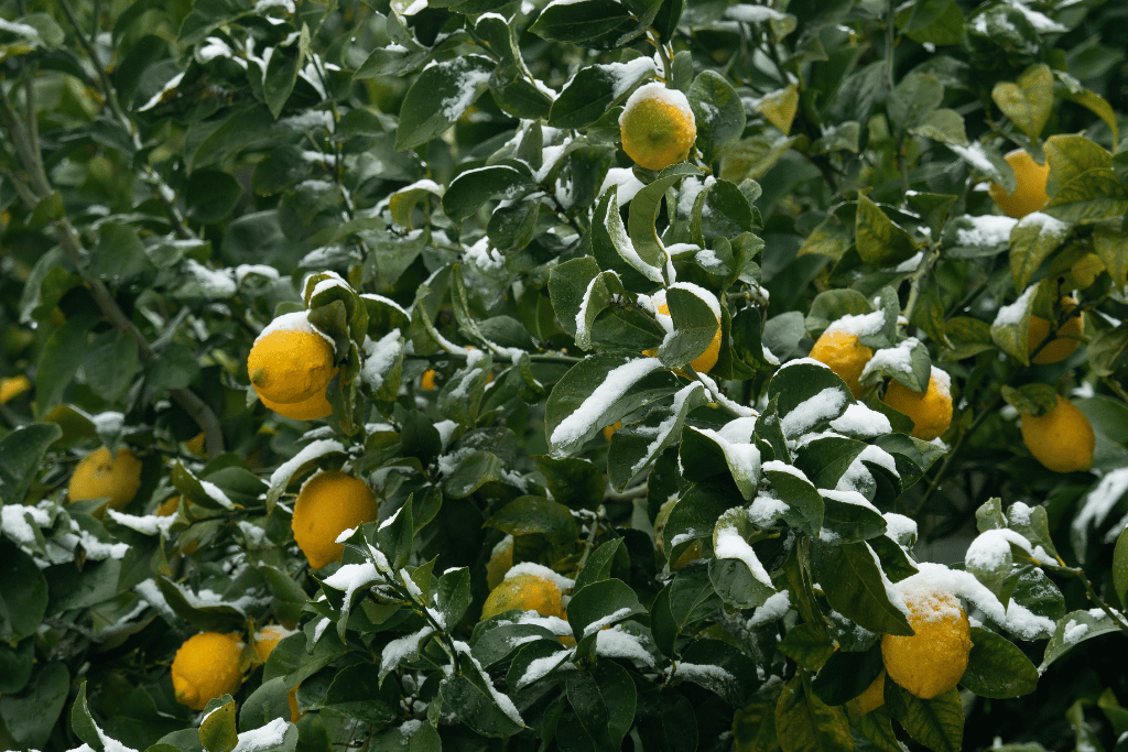 Lemon Tree Low Temprature