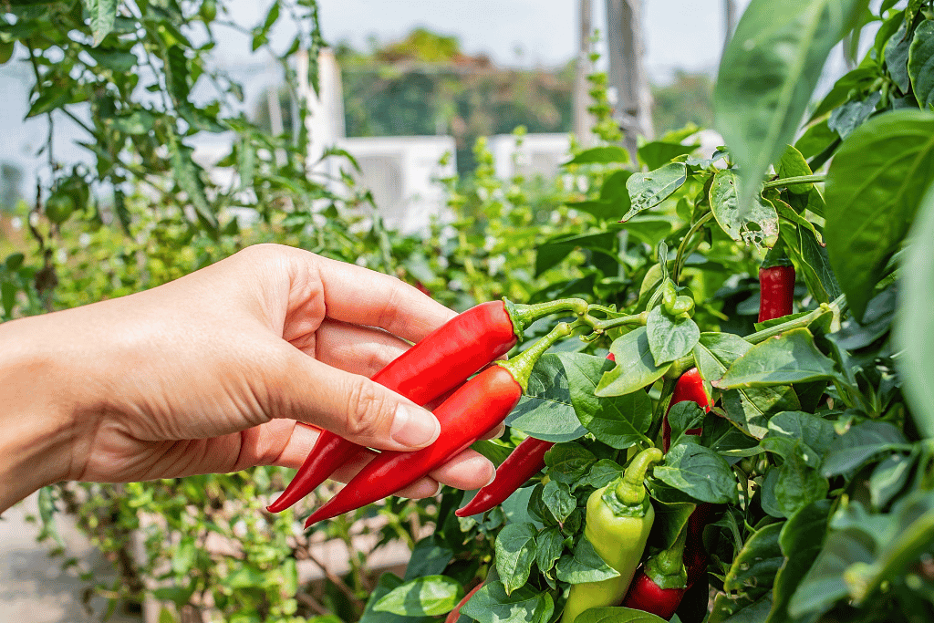 Tips for Harvesting