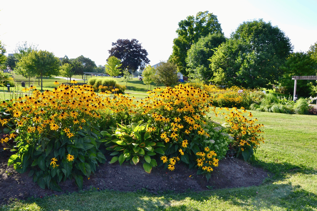 Planting Black Eyed Susan