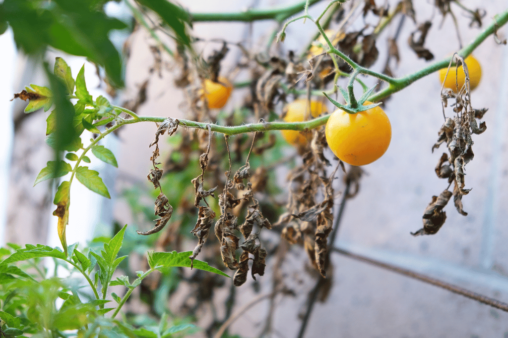 Aphids attack on Tomato Plants