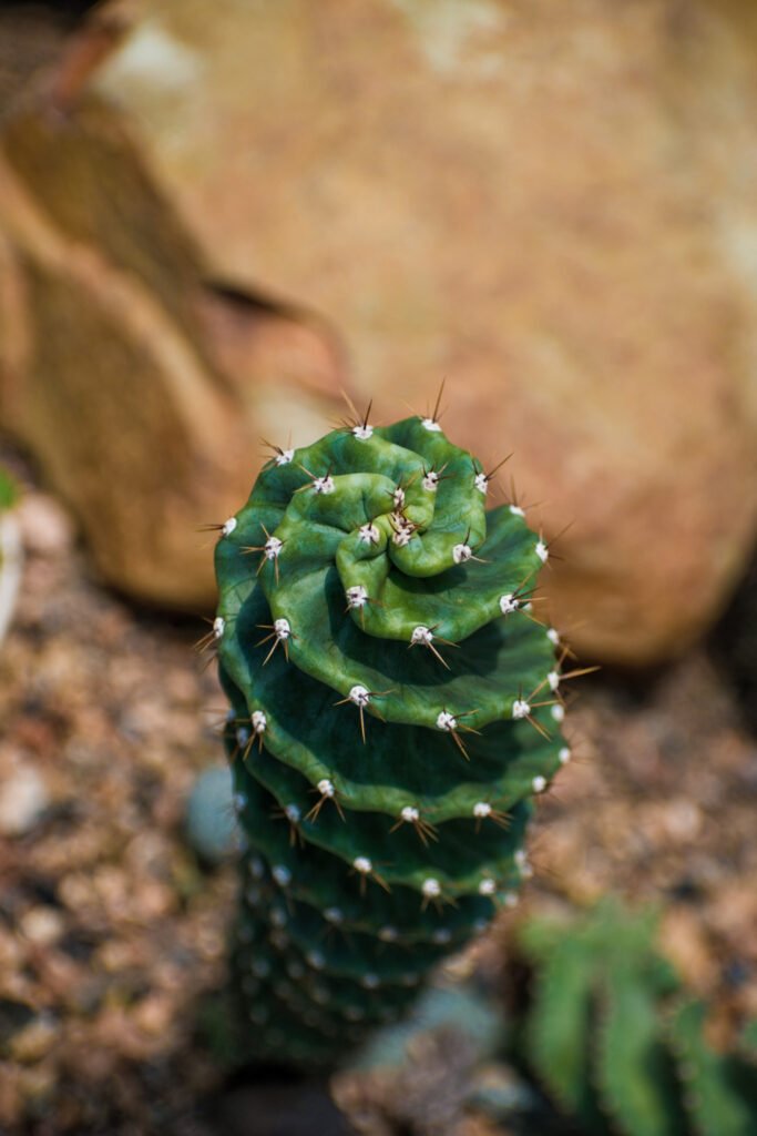 spiral cactus