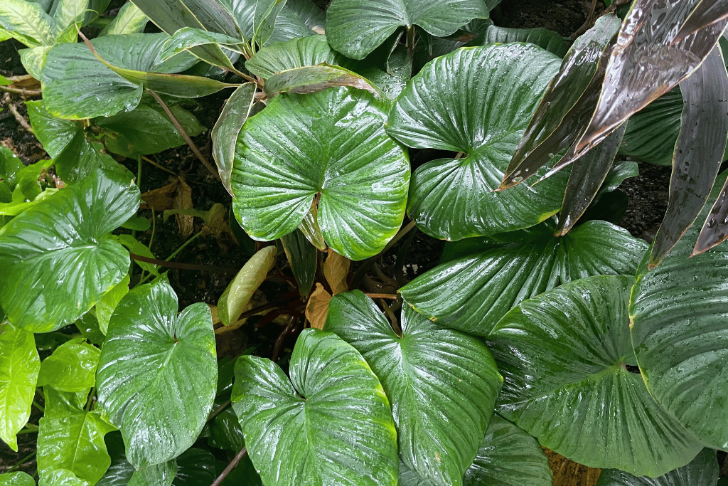 Tractor Seat Plant Care