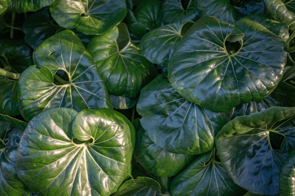 Tractor Seat Plant Leaves