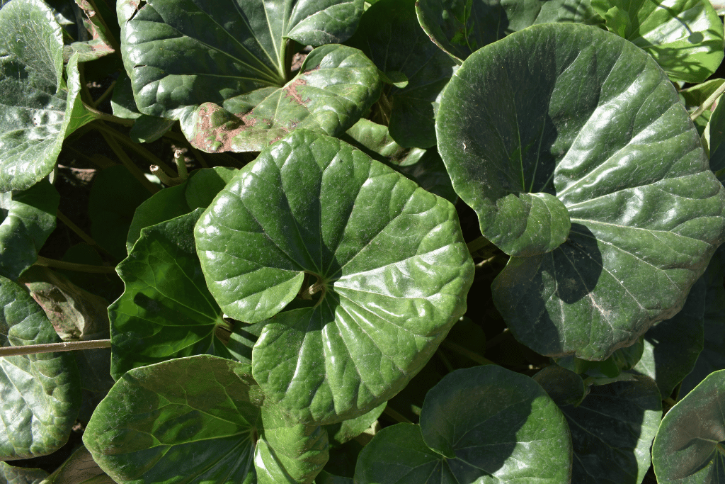 Tractor Seat plant 