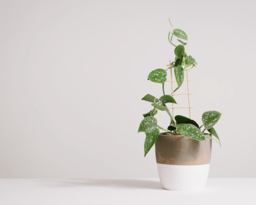 how to train pothos to climb