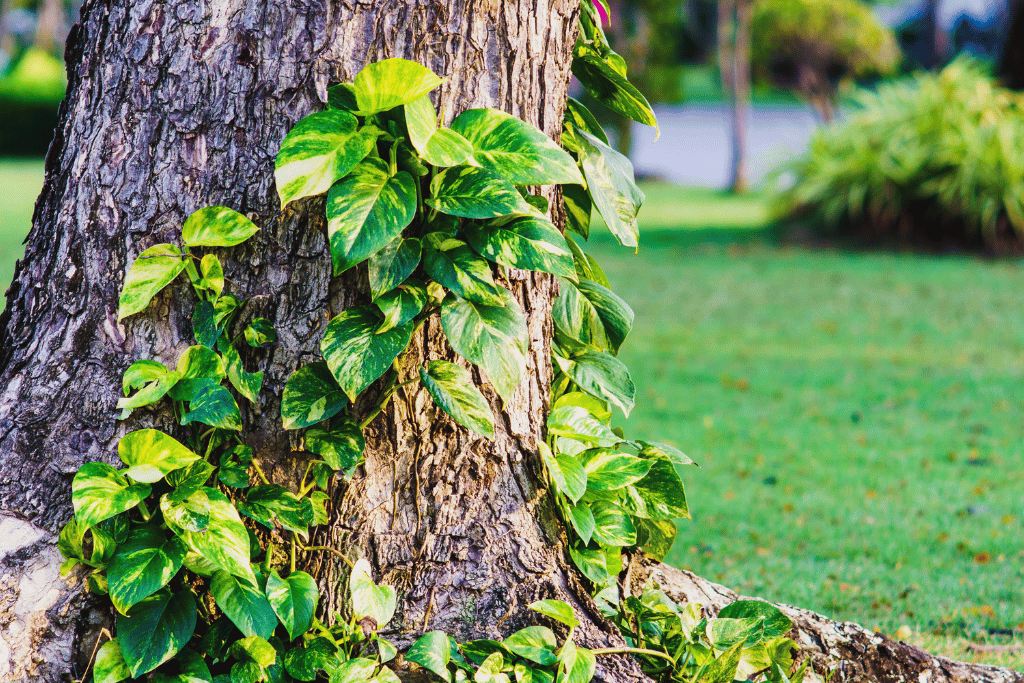 Pothos climbing on tree