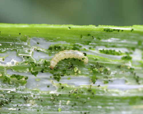 Translucent Small Clear Worm