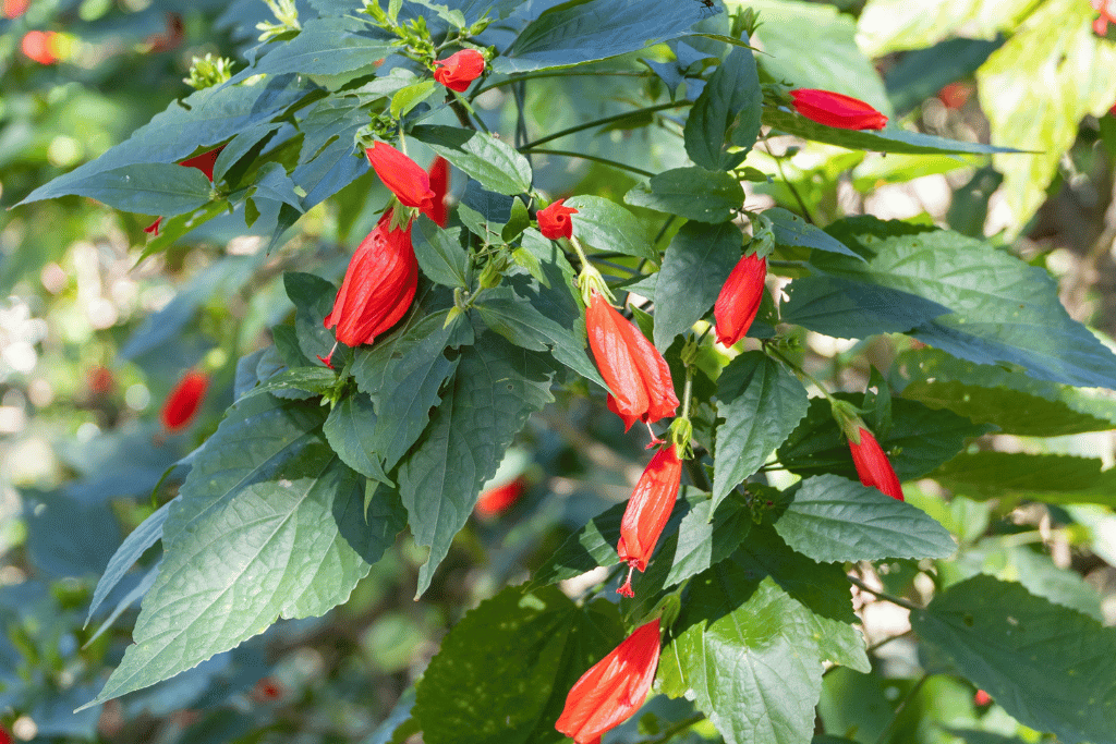 Turk’s Cap