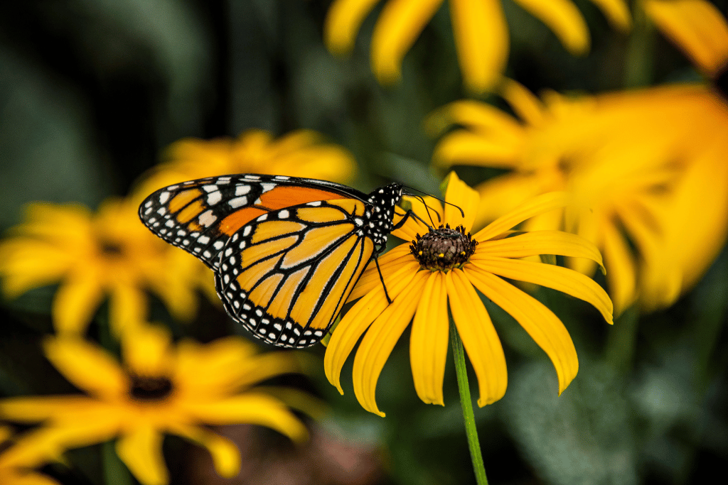 Black Eyed Susan Flower