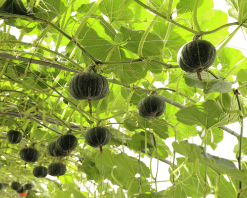 growing pumpkin on trellis