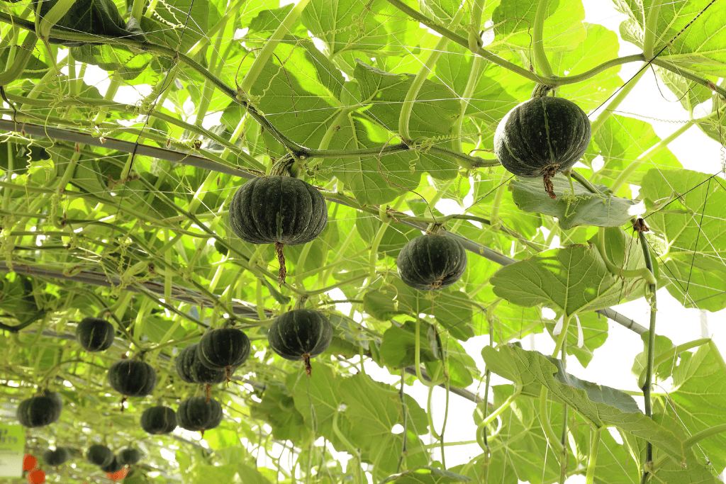 growing pumpkin on trellis