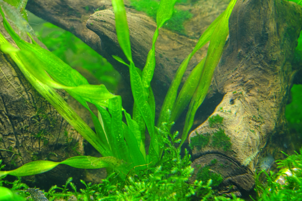 Vallisneria