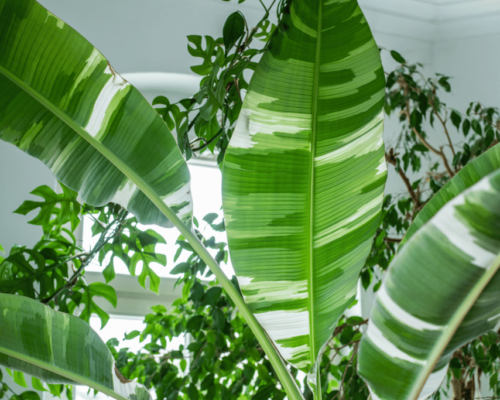 variegated banana plant