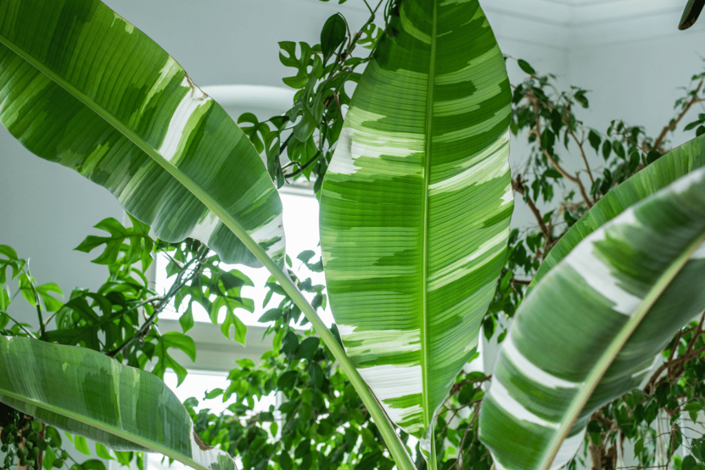 variegated banana plant