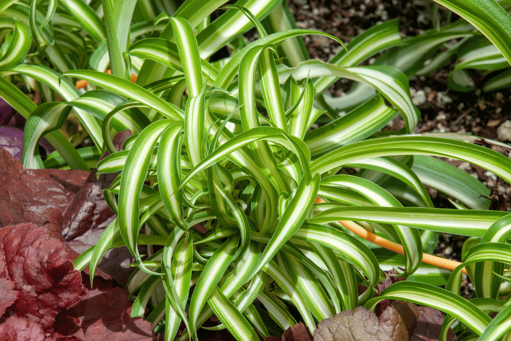 Variegated Spider Plant (Chlorophytum comosum ‘Bonnie’)