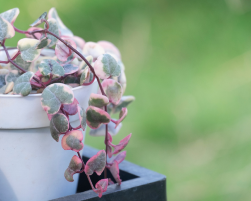 how to make variegated string of hearts more pink