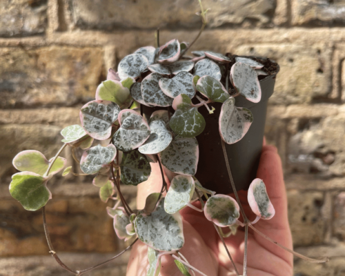 how to care for variegated string of hearts