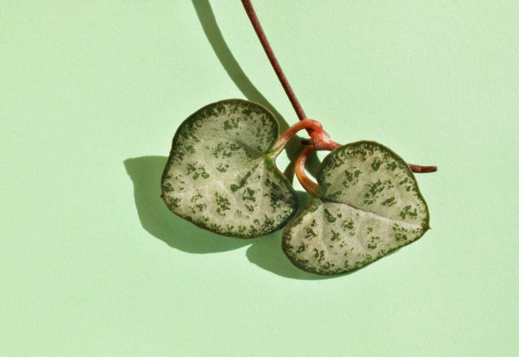 Variegated String of Hearts