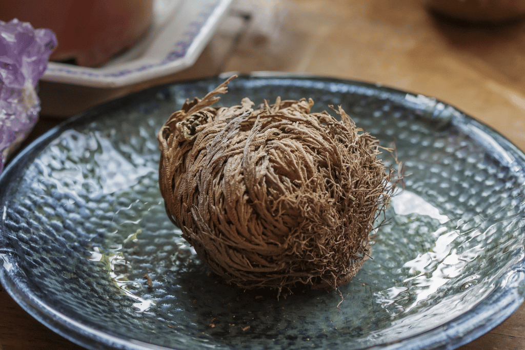 rose of Jericho